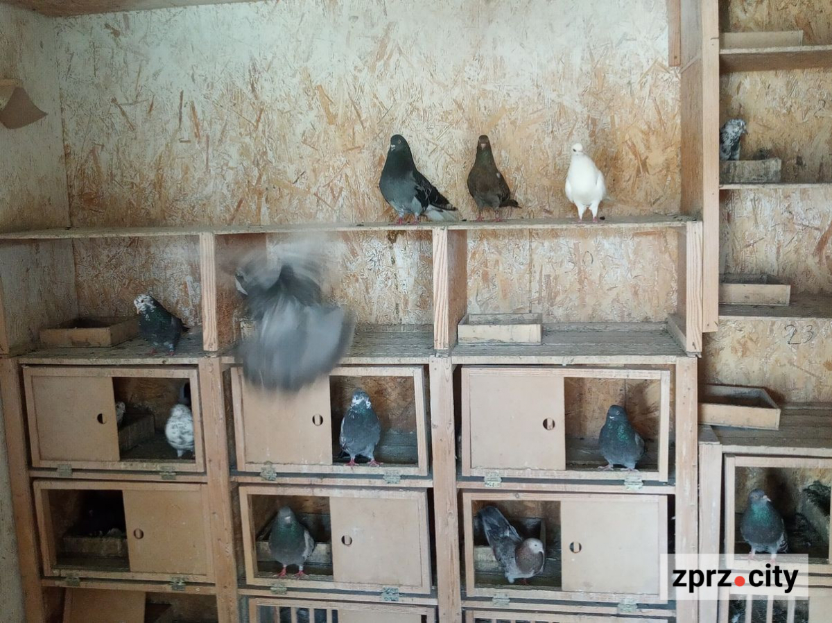  Здійснив мрію дитинства: запорізький підприємець виділив на роботі місце для голубів, курочок та павича - фото