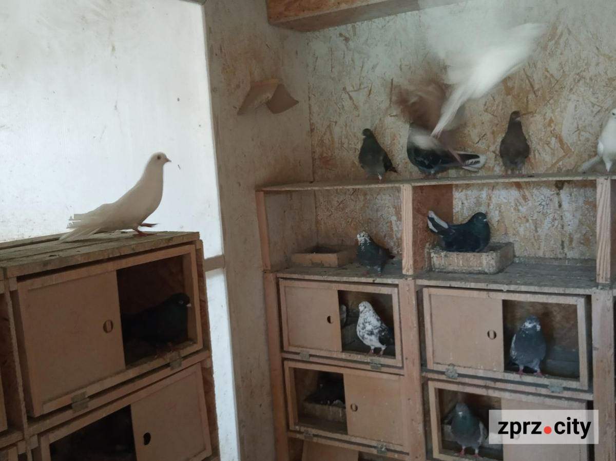  Здійснив мрію дитинства: запорізький підприємець виділив на роботі місце для голубів, курочок та павича - фото