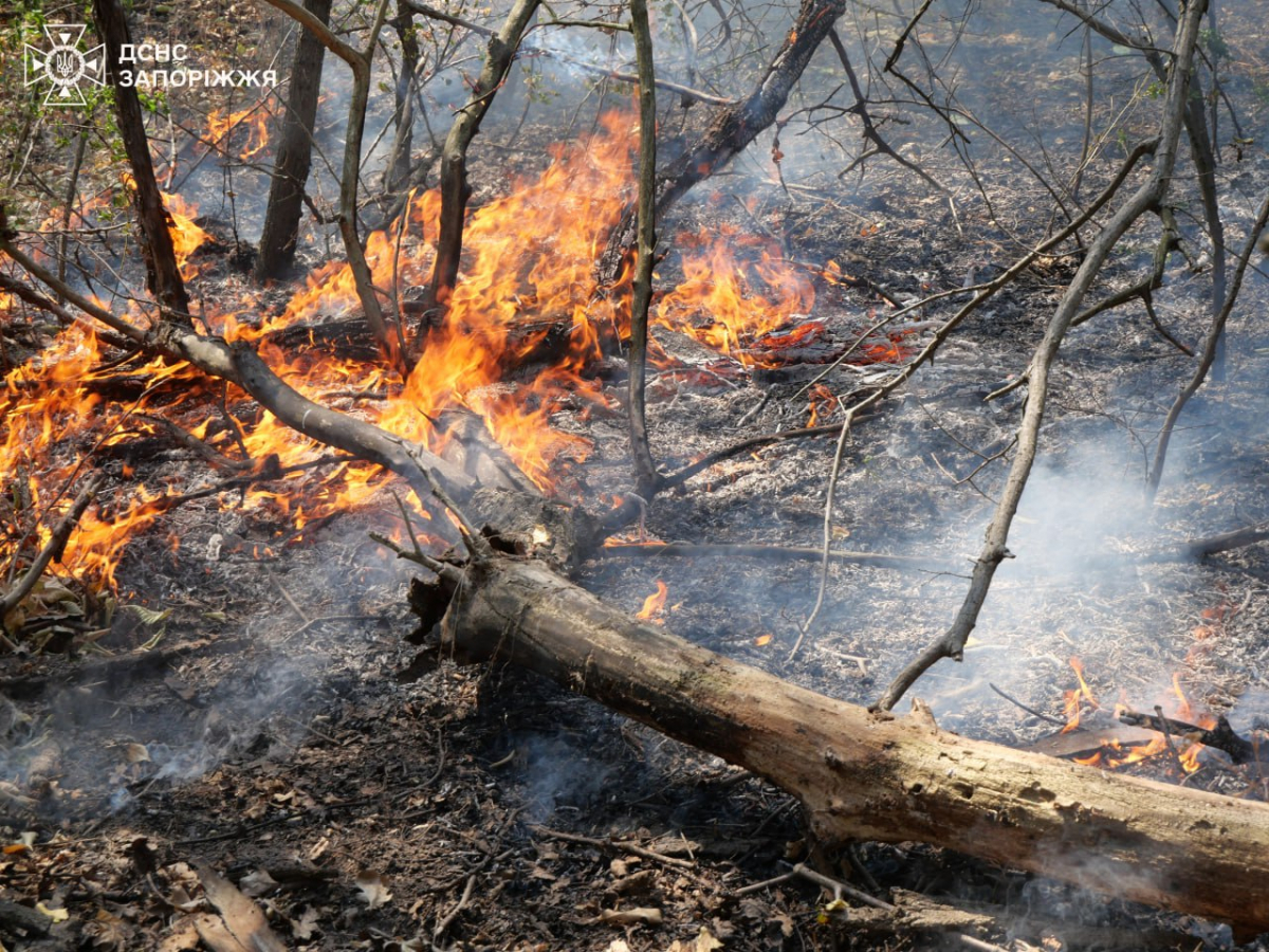 Знову палала Хортиця – запорізькі вогнеборці загасили складну пожежу (фото)