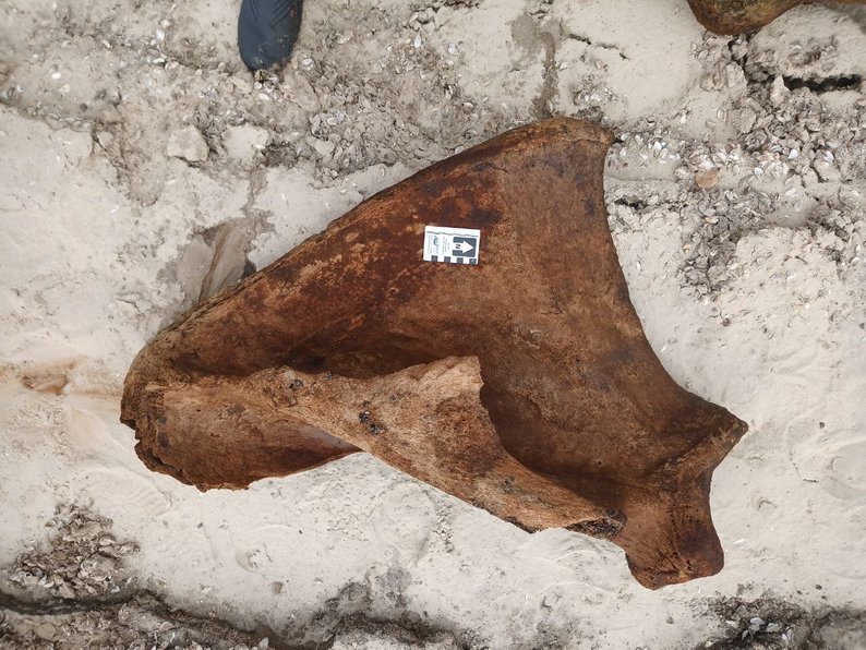 У Запоріжжі на березі Дніпра знайшли кістки мамонта