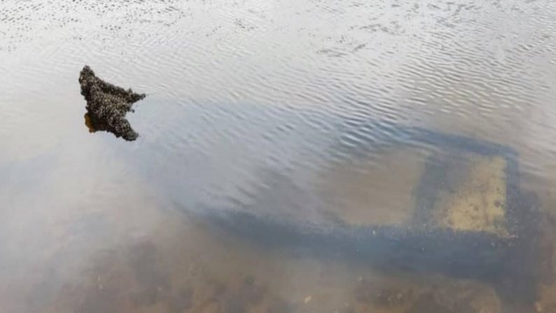 У Запоріжжі на березі Дніпра знайшли кістки мамонта