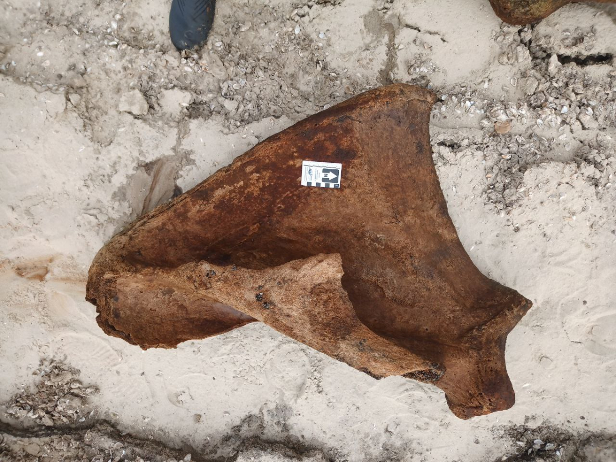 Кістки мамонта у Запоріжжі - на узбережжі Дніпра знайшли залишки давньої тварини