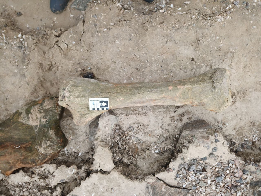 Кістки мамонта у Запоріжжі - на узбережжі Дніпра знайшли залишки давньої тварини