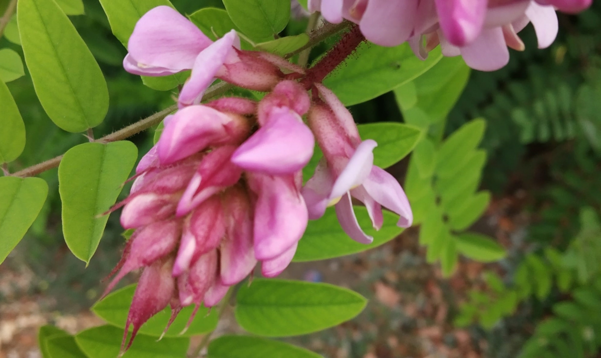 Справжнє диво - у Запоріжжі розквітла рожева акація (фото)