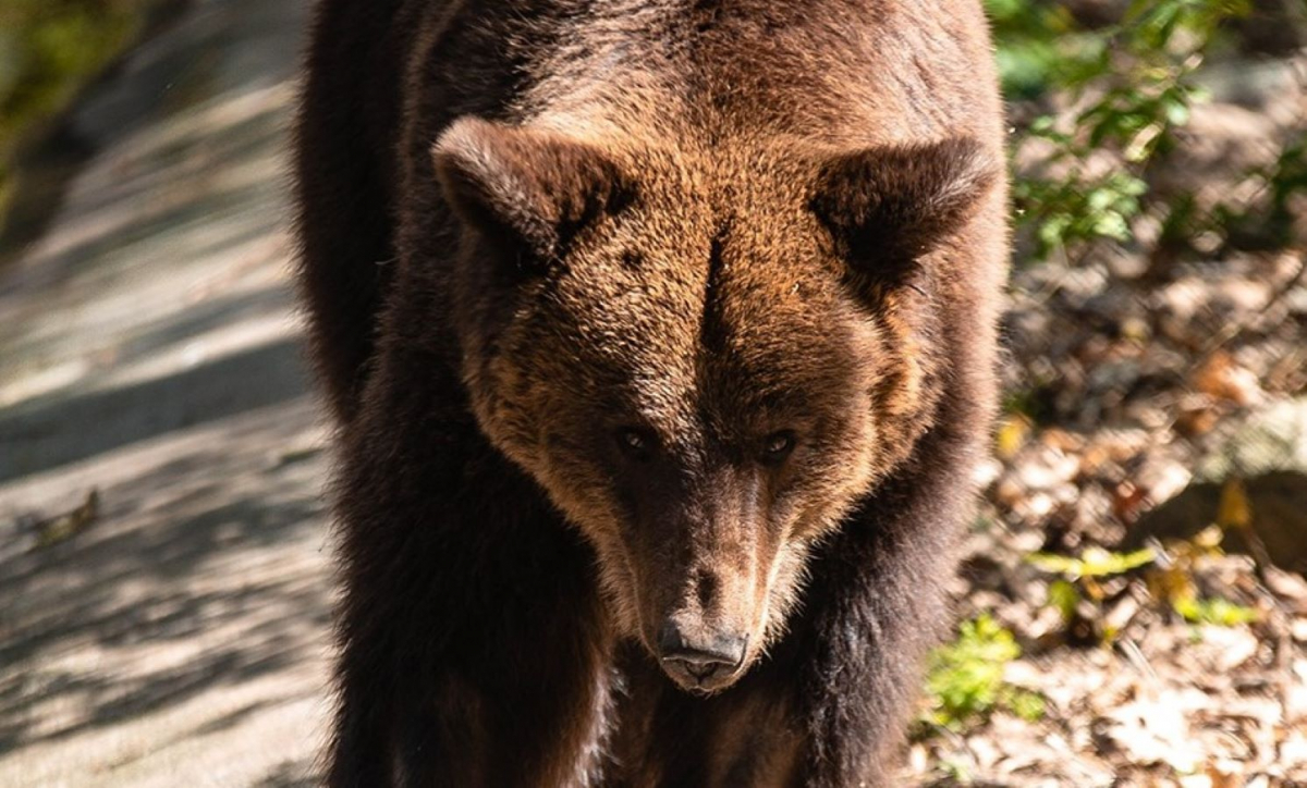 У Нідерландах померла ведмедиця із запорізького зоопарку - подробиці