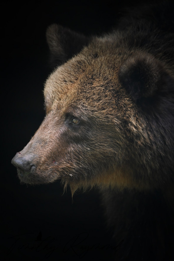 У Нідерландах померла ведмедиця із запорізького зоопарку - подробиці