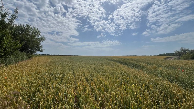 У Запорізькій області з 10 по 12 вересня очікується надзвичайна пожежна небезпека — ДСНС