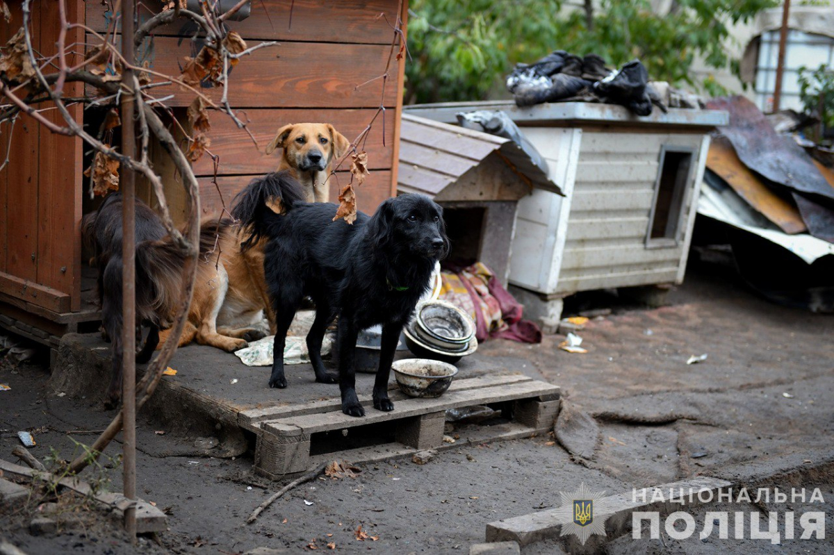 У поліції повідомили причину жахливої пожежі притулку під Запоріжжям, під час якої загинули тварини - фото