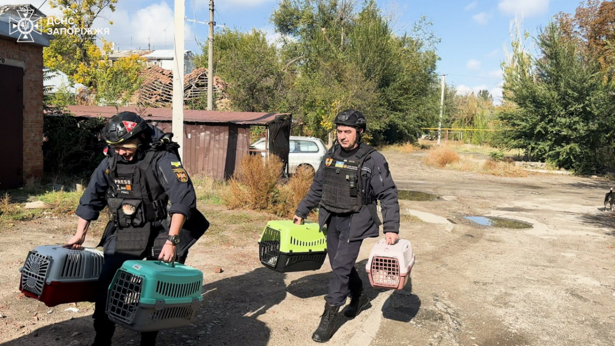 Жили під постійними обстрілами - з прифронтового Оріхова евакуювали котиків (фото)