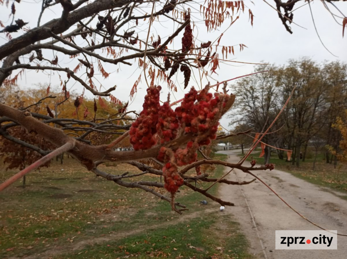 Незвичайне каміння, лелеки та багато дерев - як виглядає запорізькій парк у листопаді (фото)