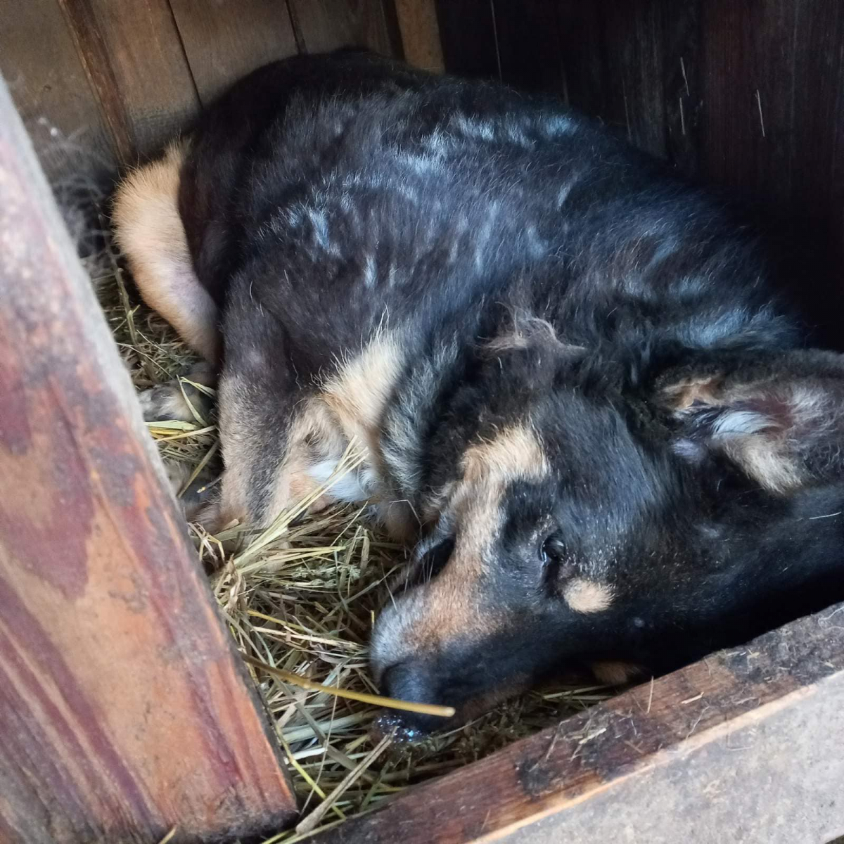 Під час масованої атаки дронів у запорізькому притулку загинула собака