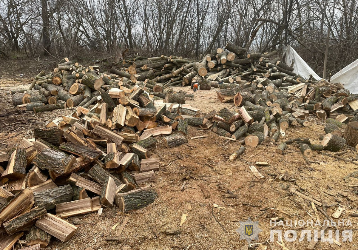 Мешканець Запорізької області організував незаконну лісозаготівлю (фото) 