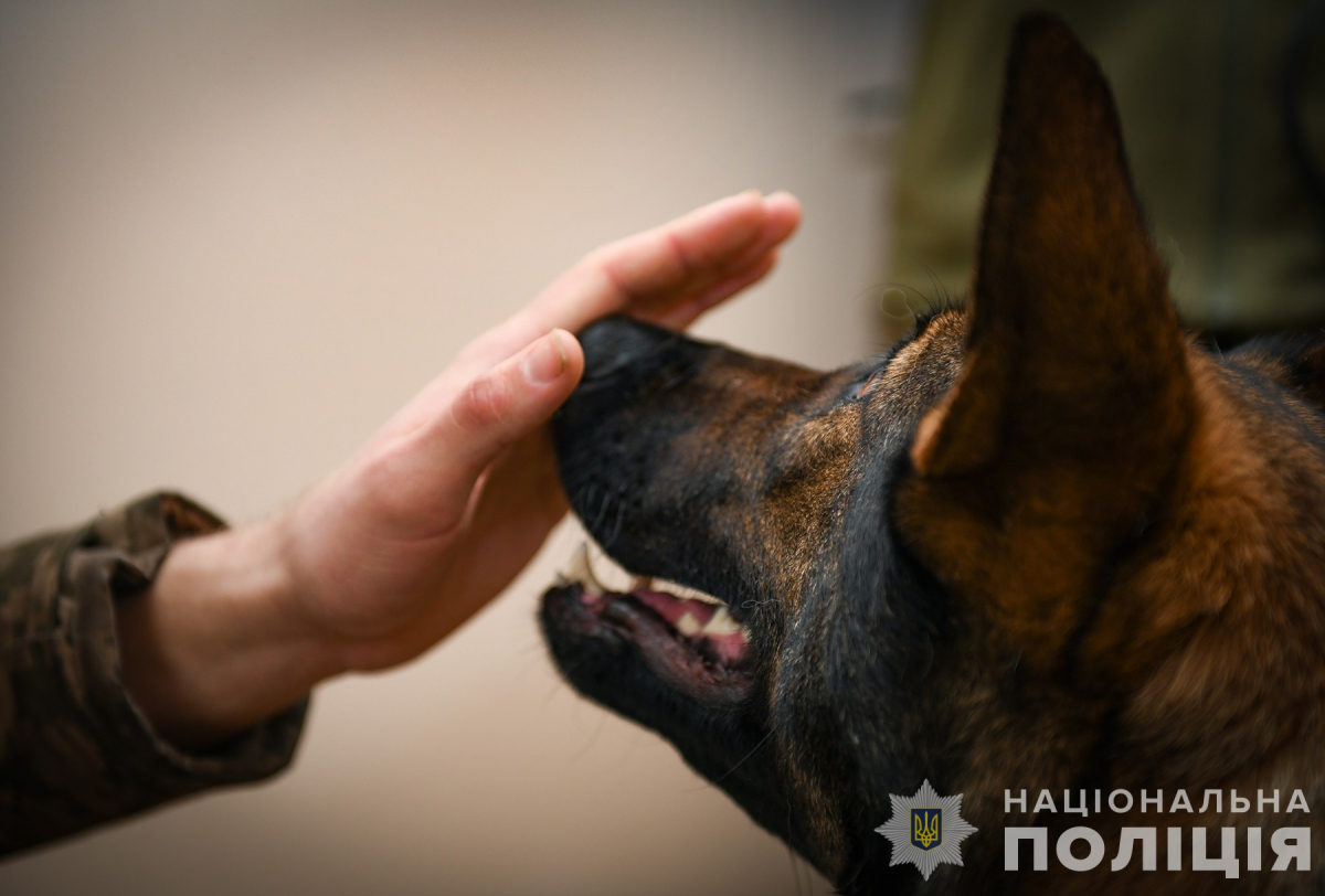 Запорізькі поліцейські за рік за допомогою службових собак розкрили майже 400 злочинів