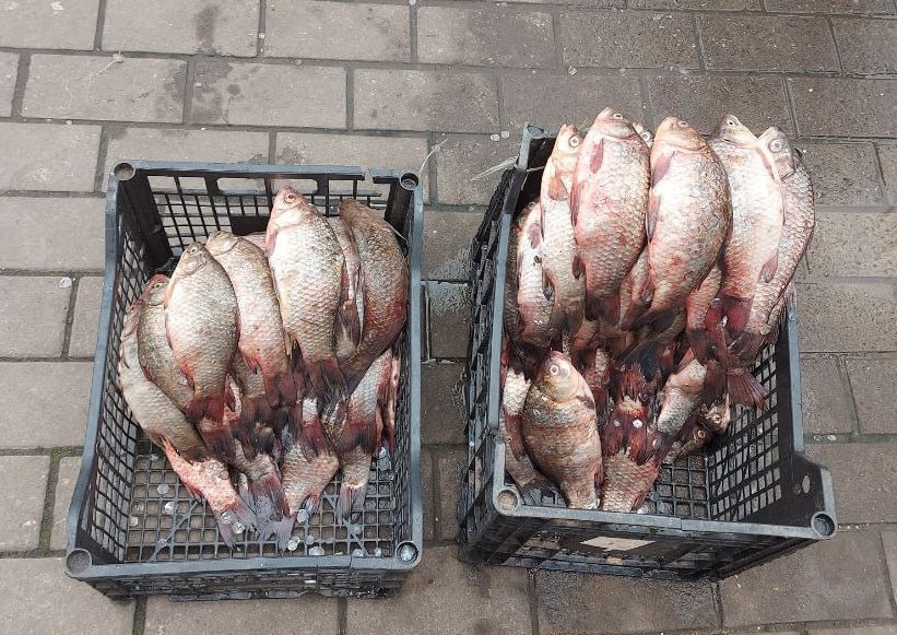 Незаконно продавали рибу – у Запоріжжі виявили порушників