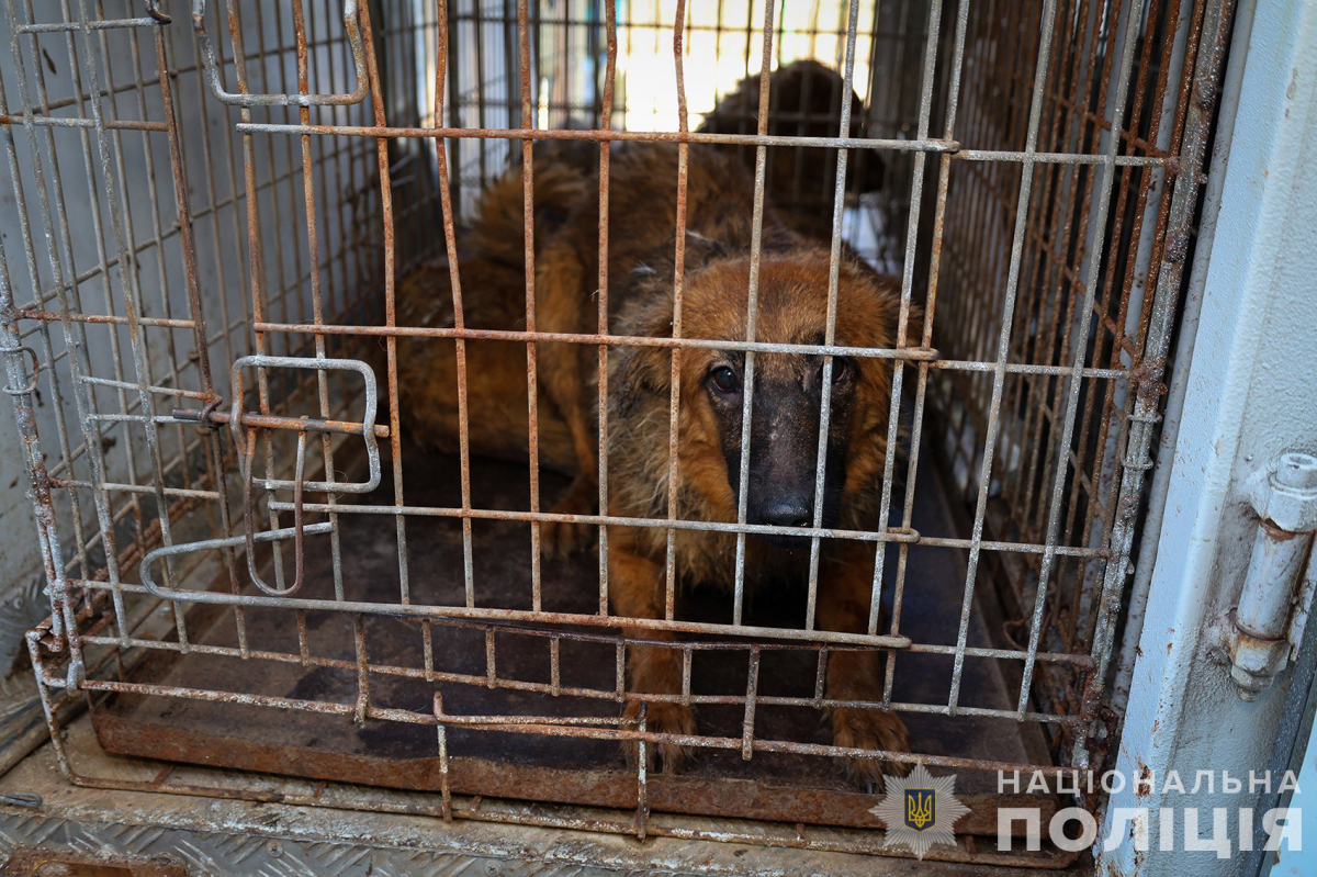 Три десятки собак в квартирі - у Запоріжжі поліція розслідує факт жорстокого поводження з тваринами (відео)