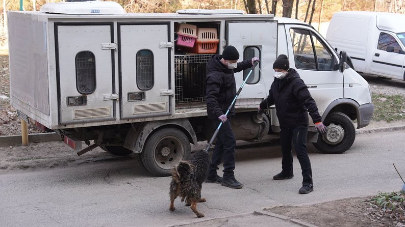 Три десятки собак в квартирі - у Запоріжжі поліція розслідує факт жорстокого поводження з тваринами (відео)