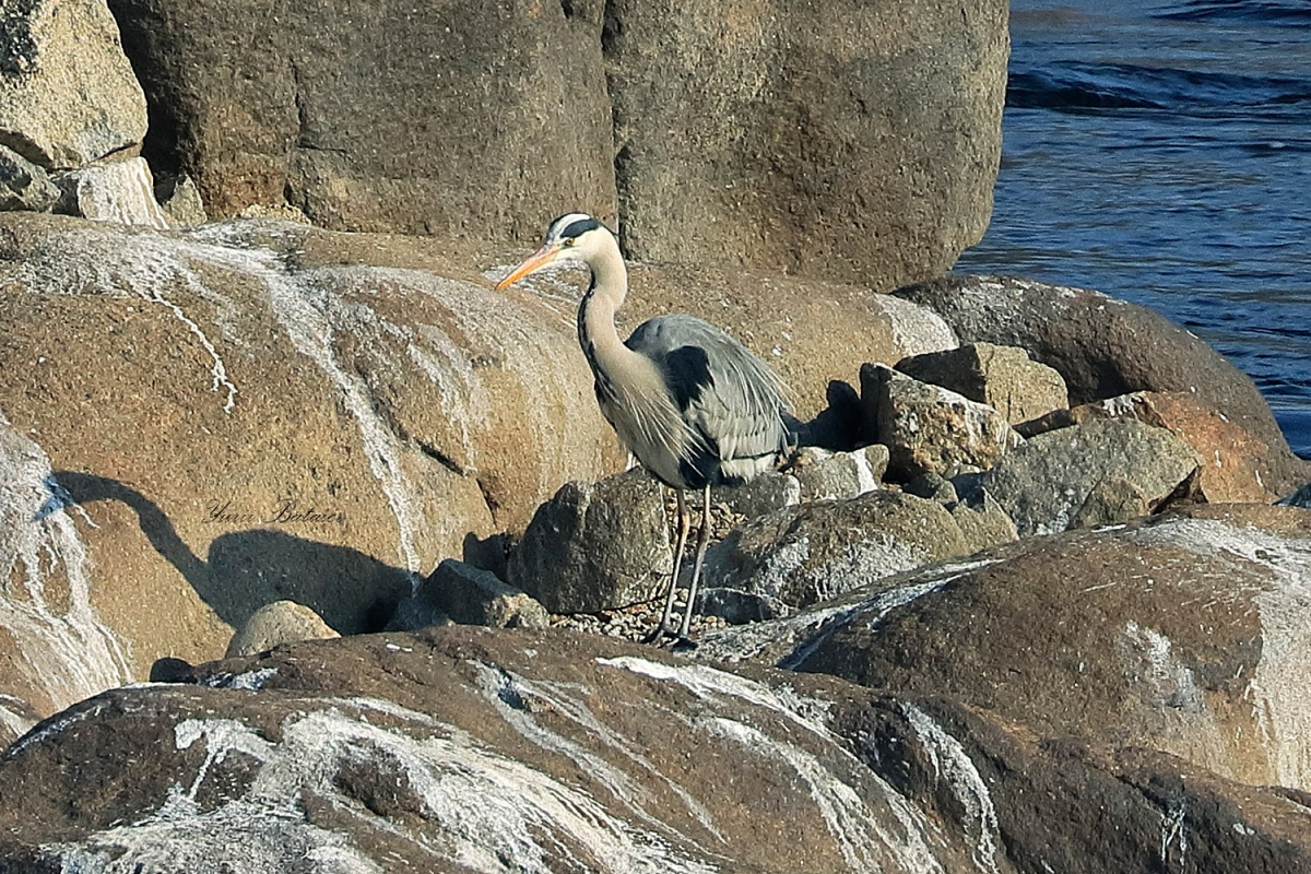 Справжнє диво: на острові посеред Запоріжжя живуть дикі тварини і росте більша частина українських рослин (фото)