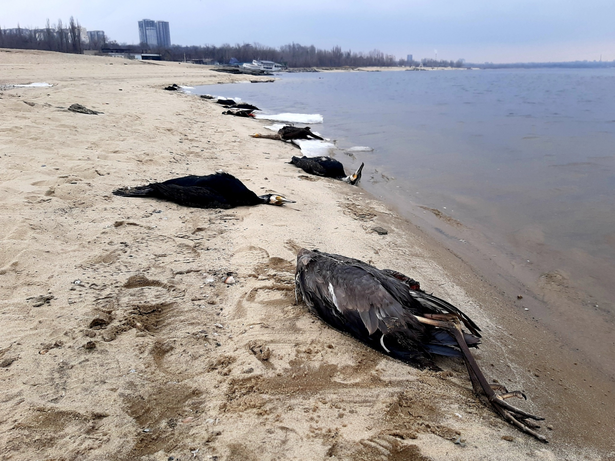 У Запоріжжі продовжується масова загибель птахів - що показала перевірка води у Дніпрі