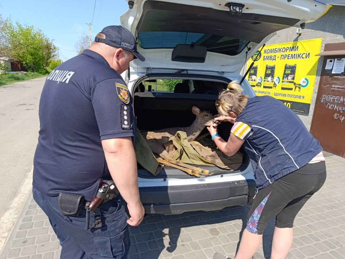 Лежала у саду і не рухалася – у громаді Запорізької області врятували козулю (фото)