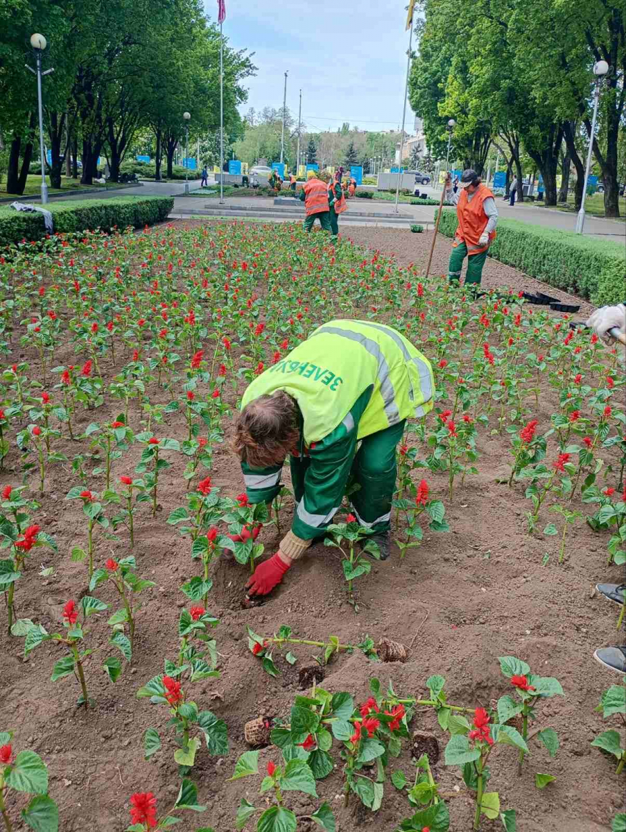 На клумбі у центрі Запоріжжя створили композицію у вигляді червоного маку з двох тисяч квітів - фото