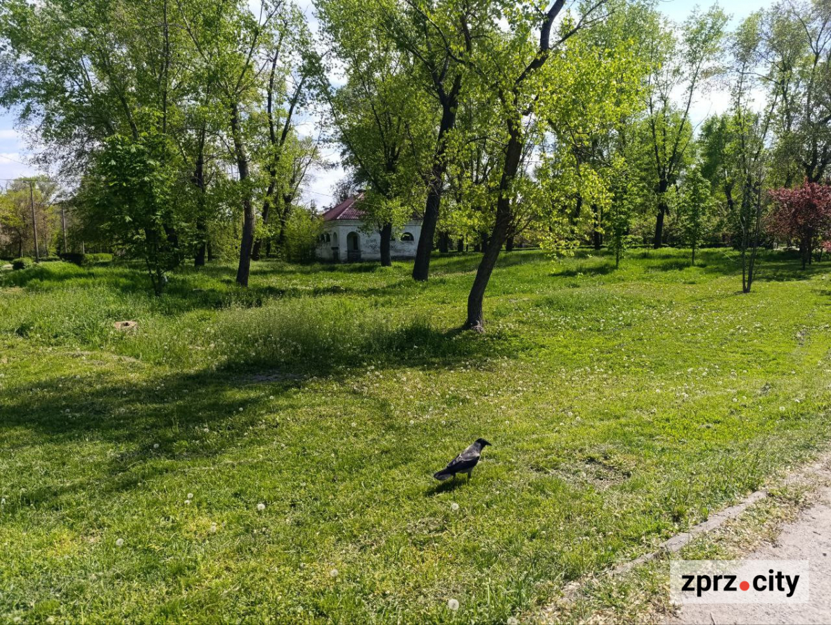 Сакури, озера, птахи та зелень - центральний запорізький парк відзначає 66-річчя (фото)