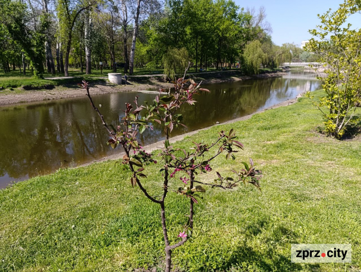Сакури, озера, птахи та зелень - центральний запорізький парк відзначає 66-річчя (фото)