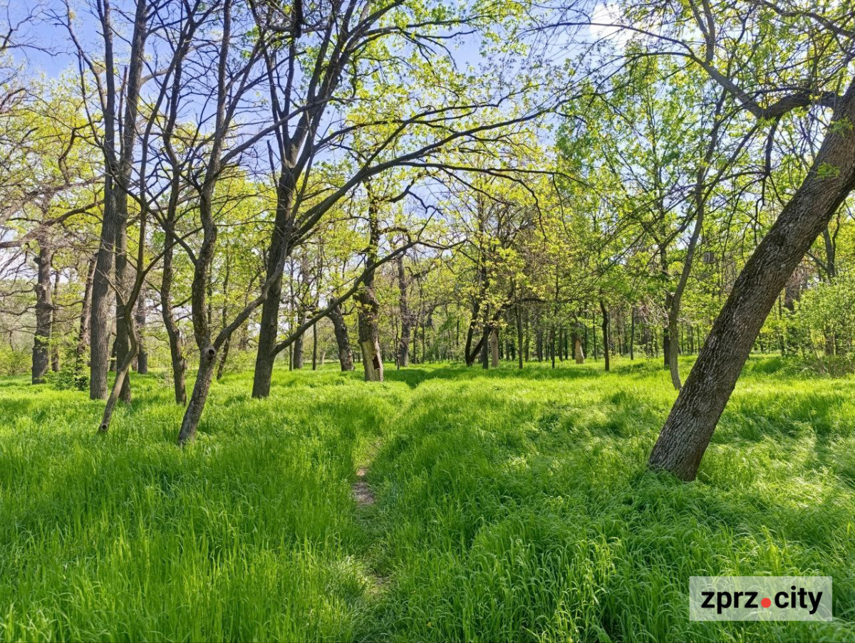 Сакури, озера, птахи та зелень - центральний запорізький парк відзначає 66-річчя (фото)