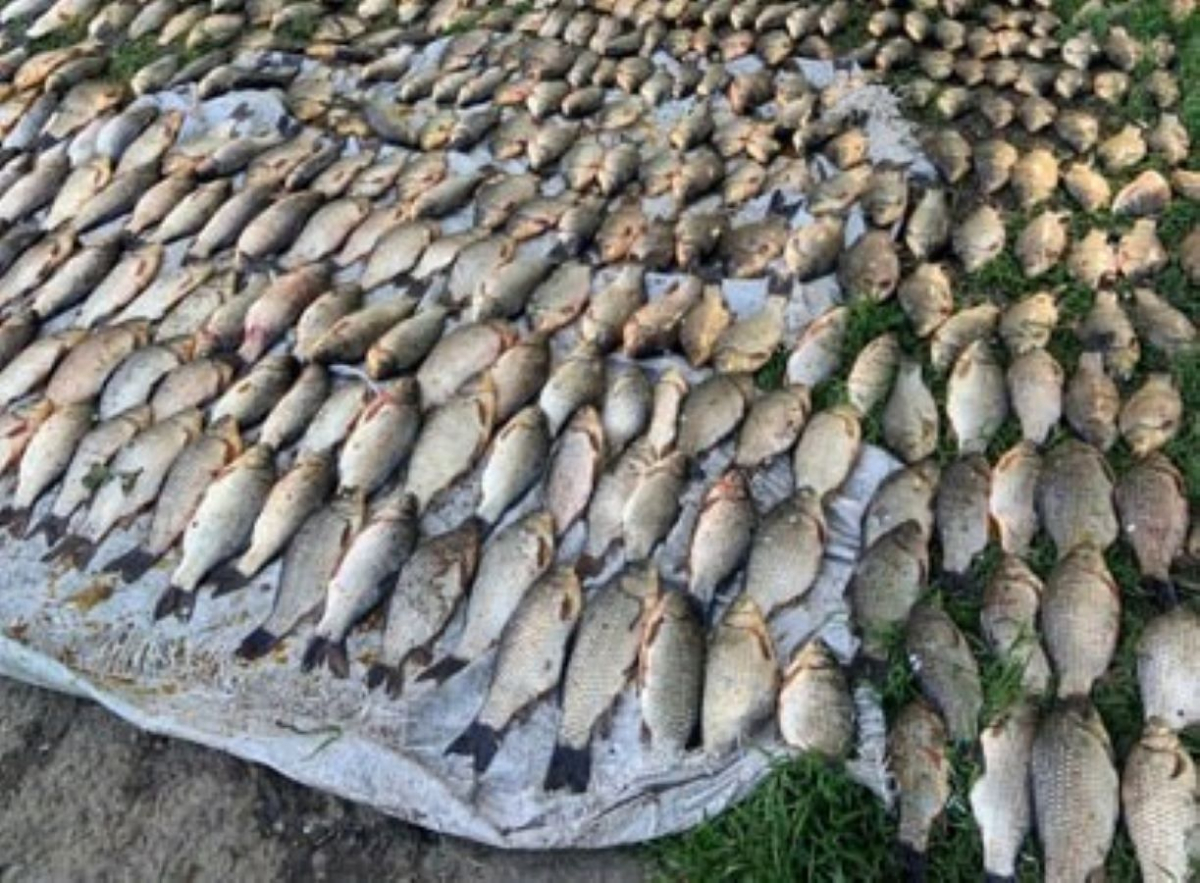 У Запоріжжі браконьєр за раз наловив понад 200 кг риби - ні скуштувати, ні продати не вдалося