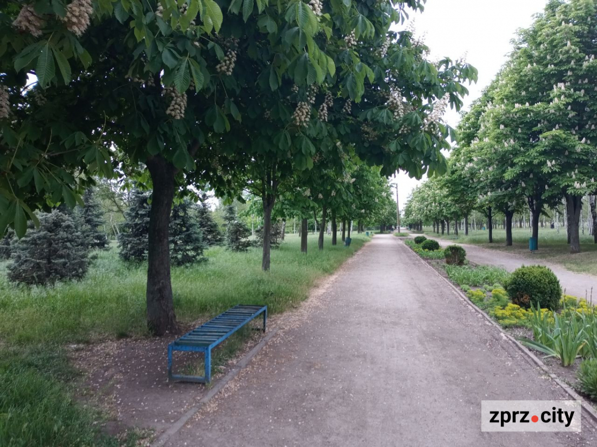 Весняна краса запорізького парку - в одному з районів міста цвітуть заборонені рослини