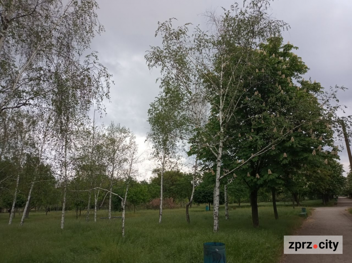 Весняна краса запорізького парку - в одному з районів міста цвітуть заборонені рослини