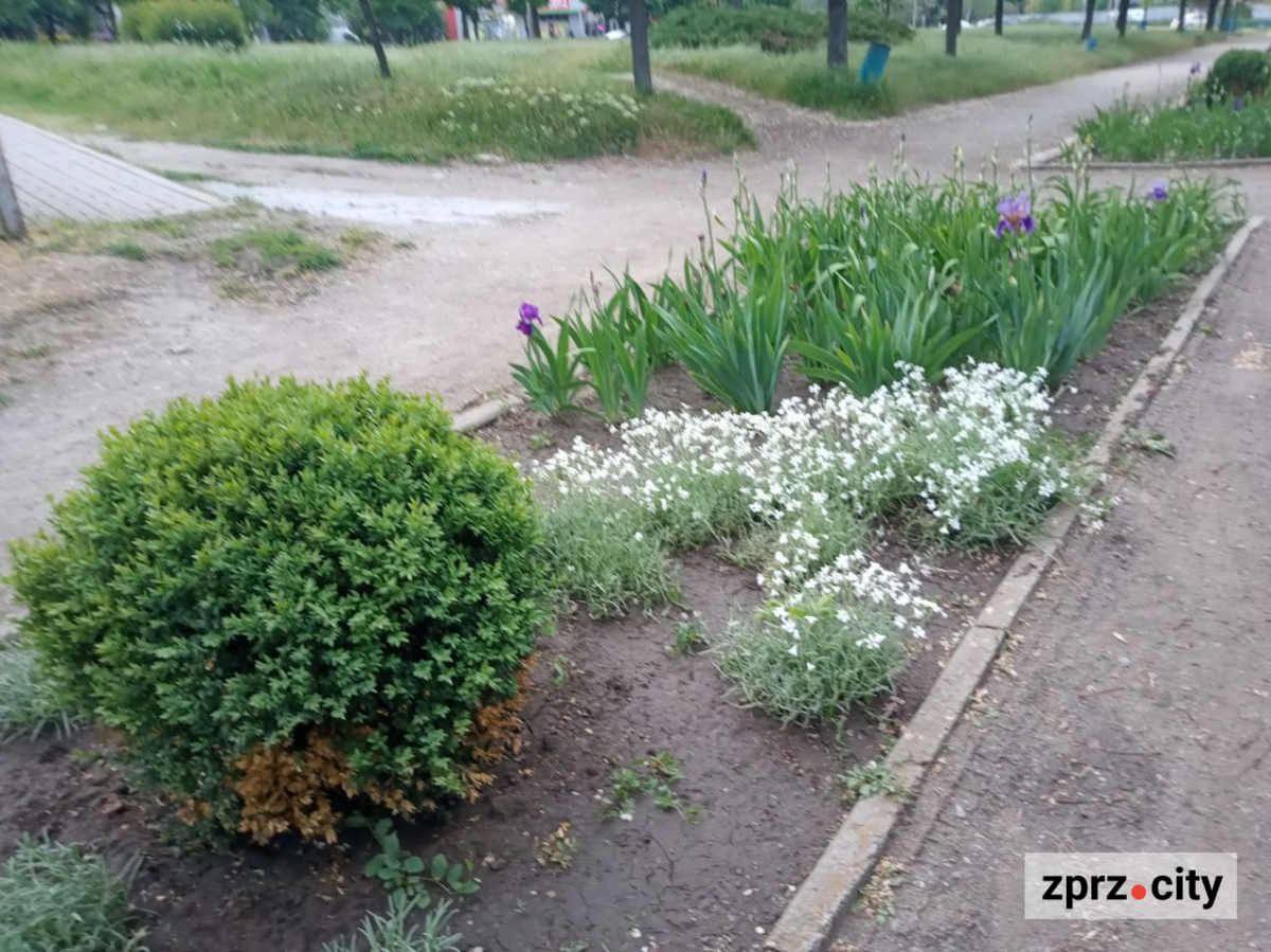 Весняна краса запорізького парку - в одному з районів міста цвітуть заборонені рослини