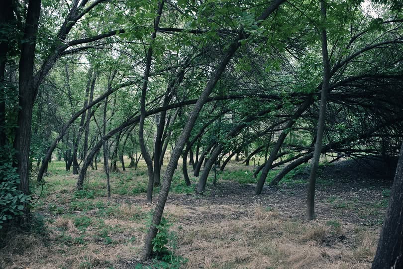 Головний парк Запоріжжя зустрічає відвідувачів доглянутими клумбами з красивими квітами - фото