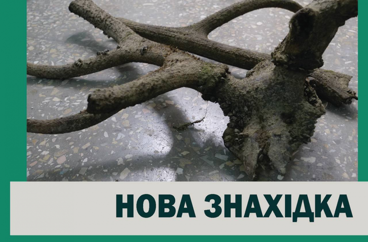 Мешкали на Хортиці понад три століття тому - мешканець Запоріжжя знайшов на узбережжі роги благородного оленя (фото)