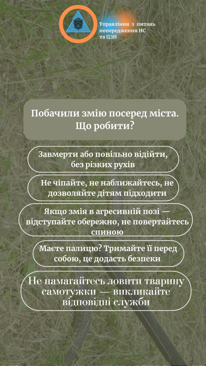 Налякала перехожих — у центрі Запоріжжя помітили змію в сквері (фото)