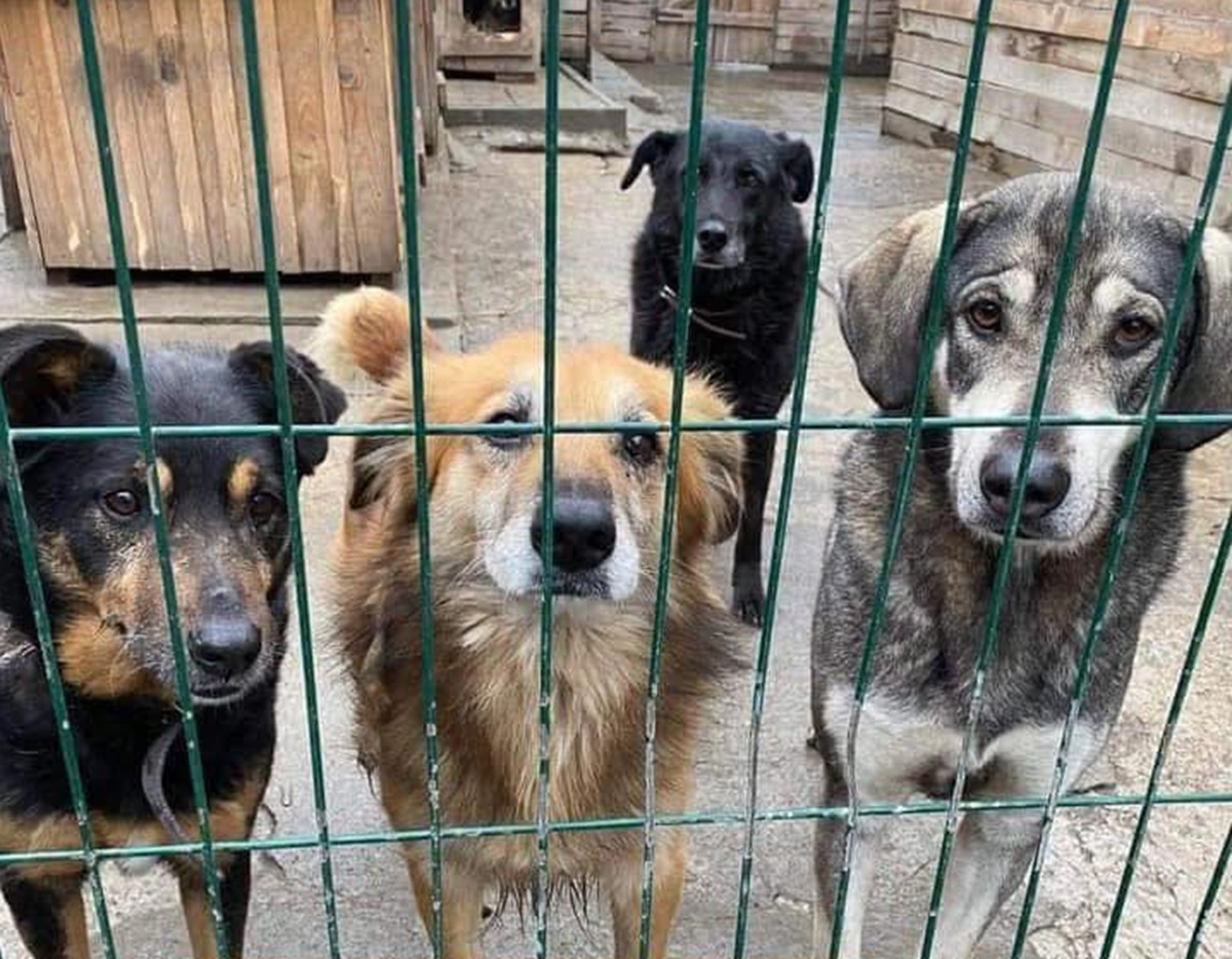 Собаки живі, але в сильному стресі - під час обстрілів постраждав запорізький притулок для тварин (відео)