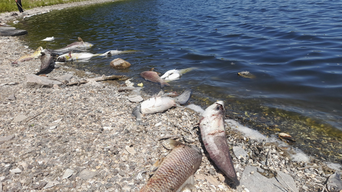 Мертва вода - екологи пояснили масову загибель риби в озері під Запоріжжям (фото)