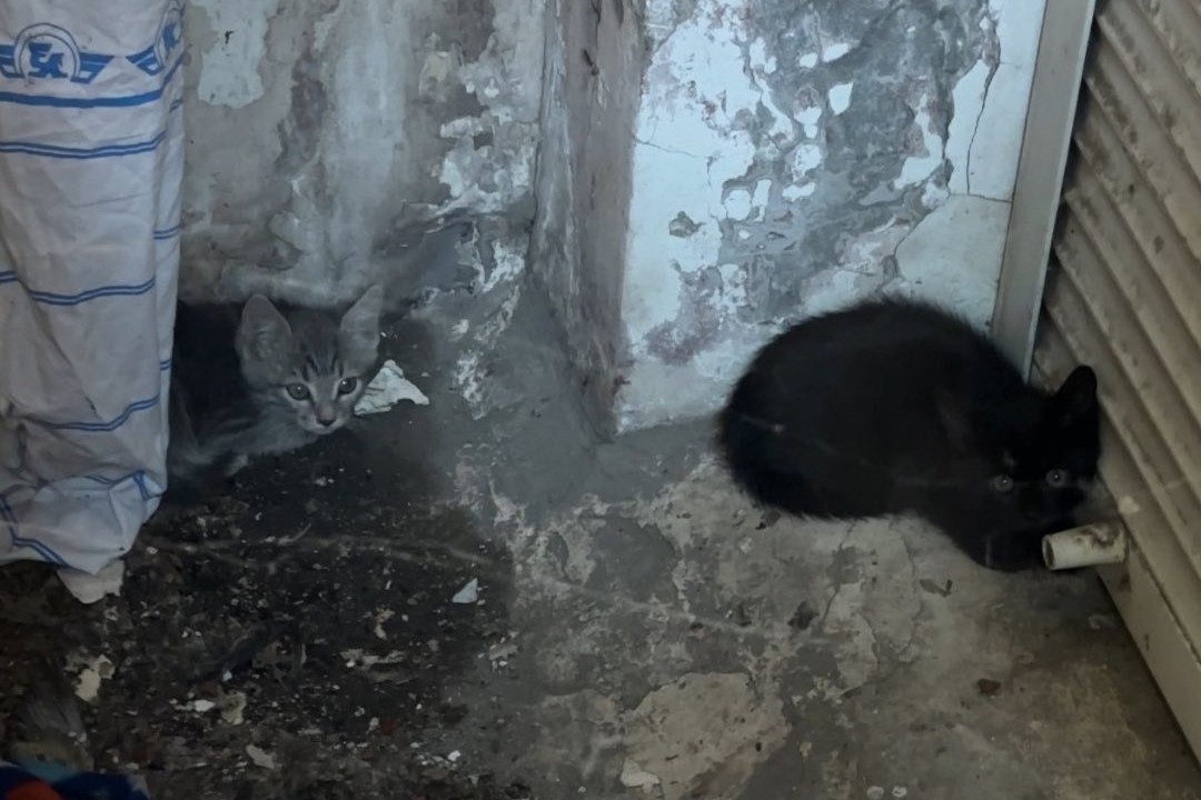 Дістали з пастки — у Запоріжжі врятували кошенят, які кілька днів провели у закритій ямі (фото)