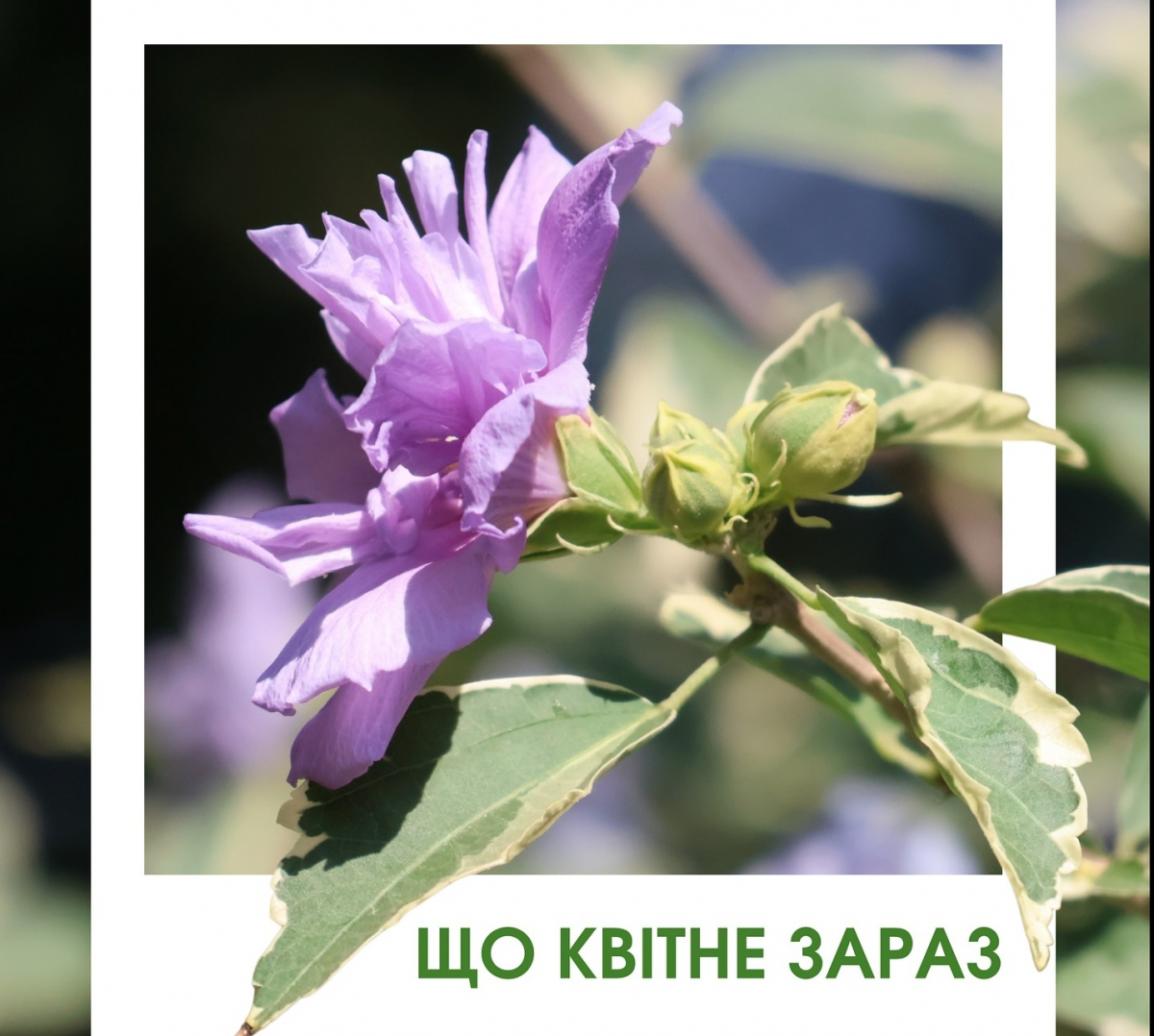 Сонях кольору вина і китайське мильне дерево - які дивовижні рослини можна побачити у запорізькому ботсаду (фото)