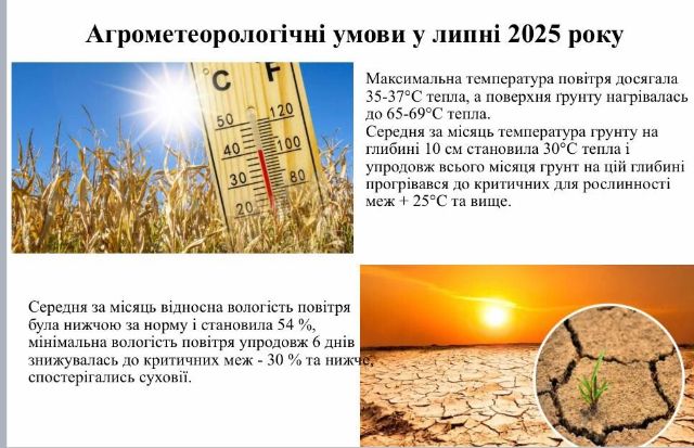 Війна, спека, сарана - як аграрії Запоріжжя борються за врожай у 2025 році