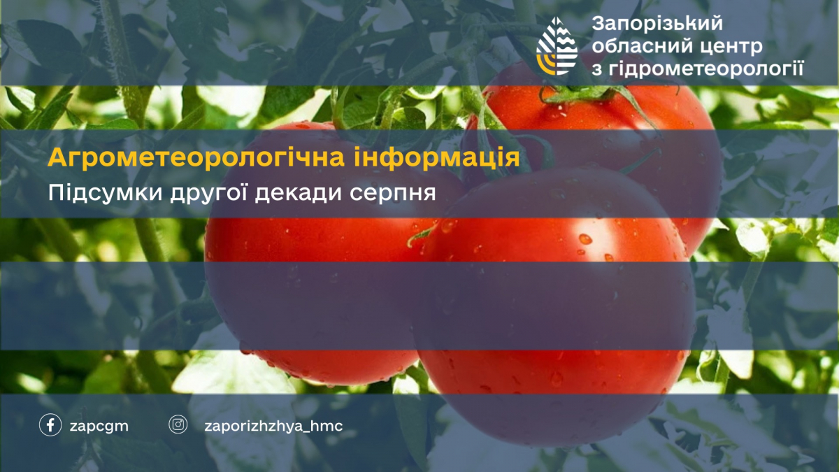Висушує поля і загрожує врожаю - як серпнева спека вплинула на рослини на Запоріжжі
