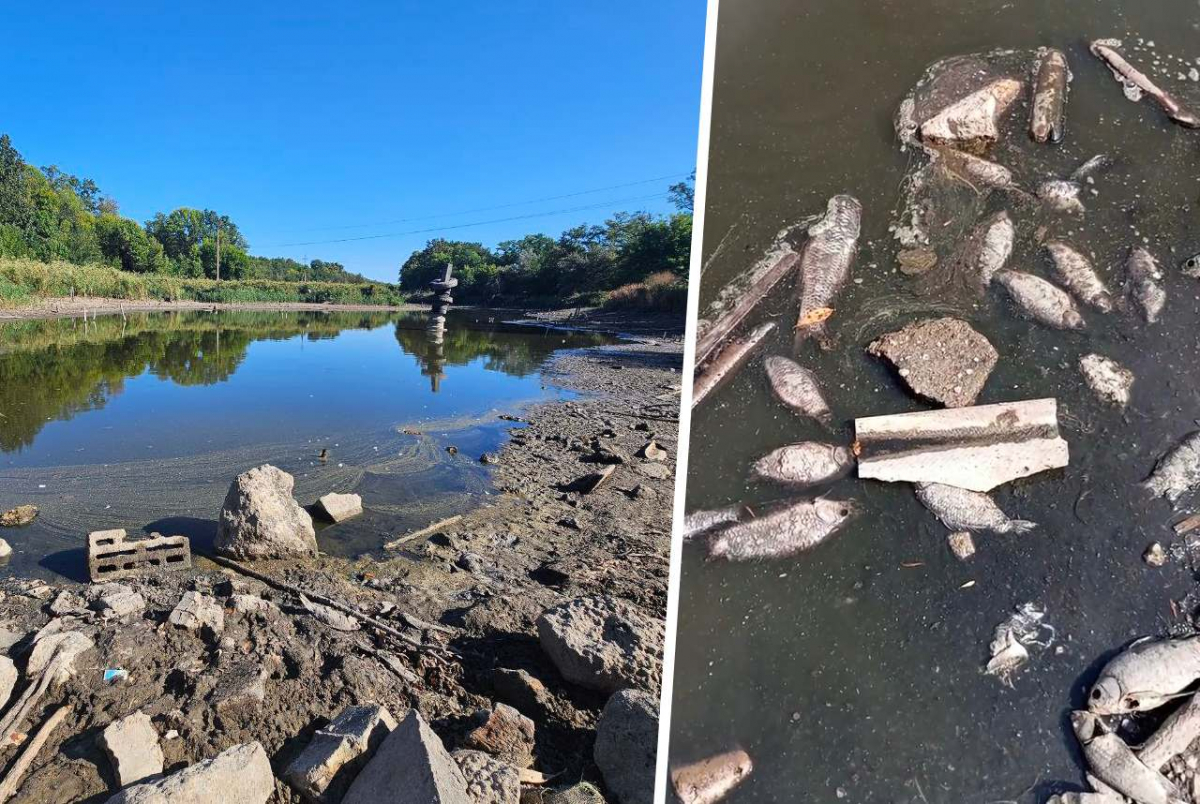 Масовий мор риби на Запоріжжі-Лівому: екологи виявили критичне забруднення ставка (фото)