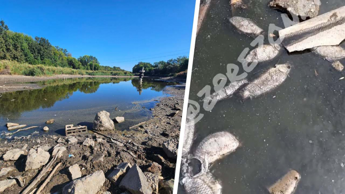 Мор риби на ставку — екологи перевірили воду біля Запоріжжя-Лівого (фото, відео)