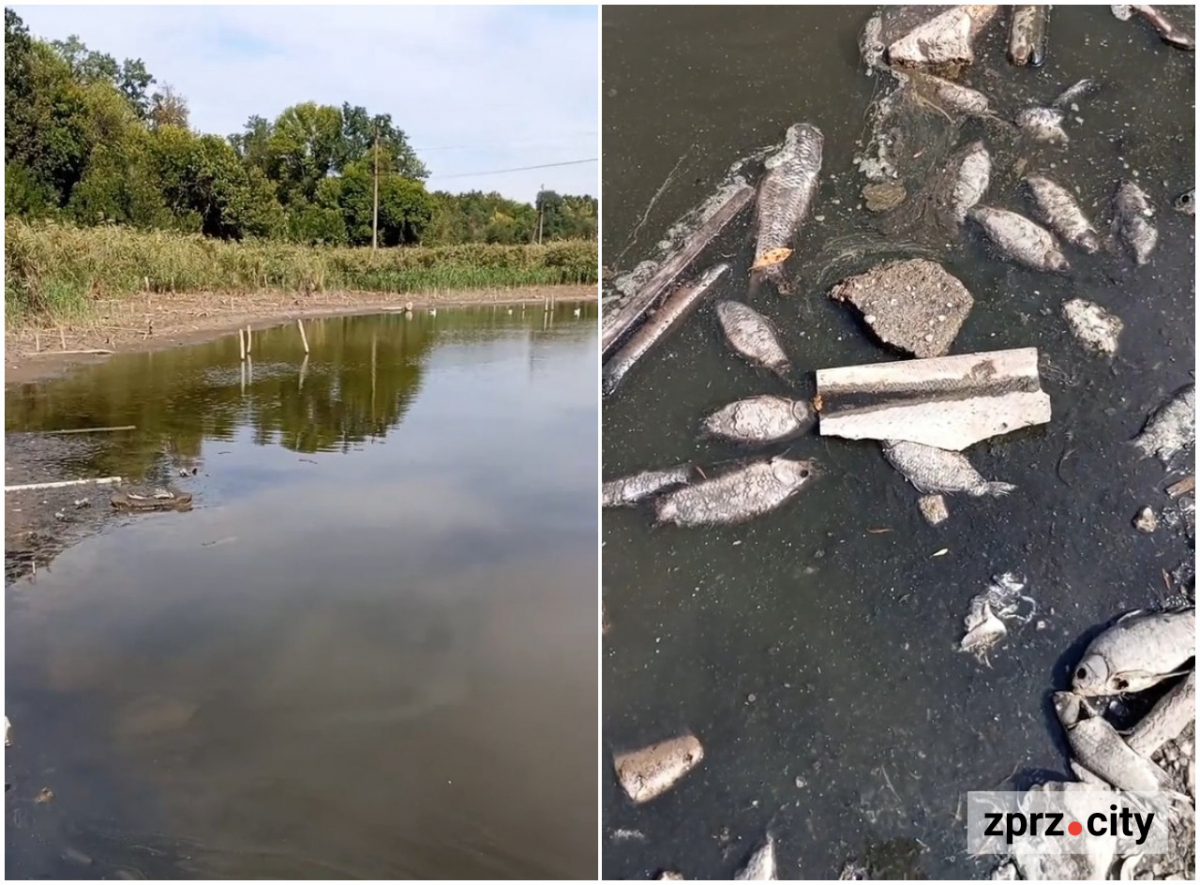 Мор риби на ставку — екологи перевірили воду біля Запоріжжя-Лівого (фото, відео)