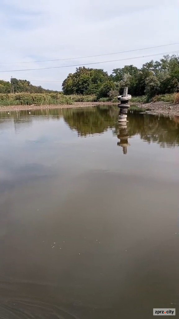 Мор риби на ставку — екологи перевірили воду біля Запоріжжя-Лівого (фото, відео)