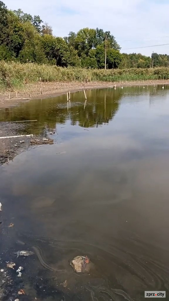 Мор риби на ставку — екологи перевірили воду біля Запоріжжя-Лівого (фото, відео)