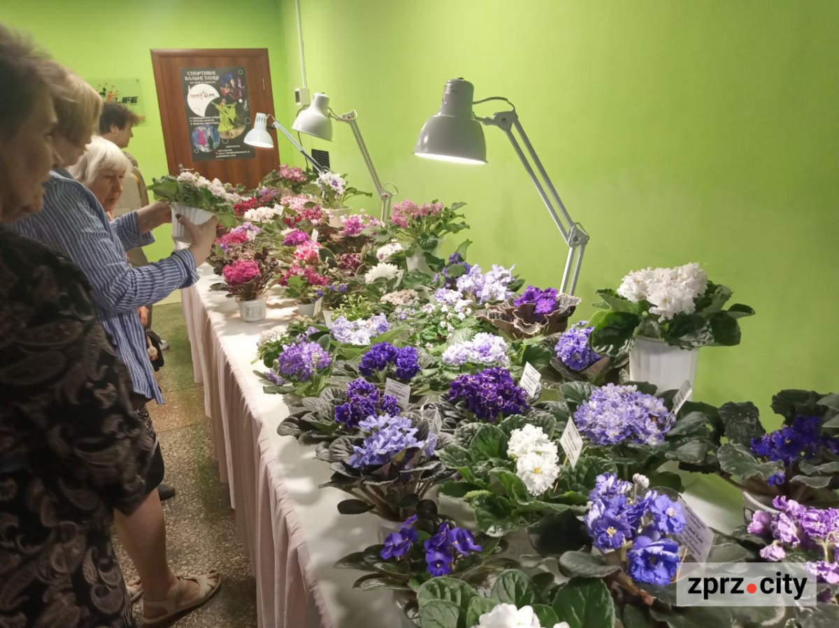 Одночасно квітнуть 80 різних фіалок - у Запоріжжі відкрили виставку живих квітів (фото)