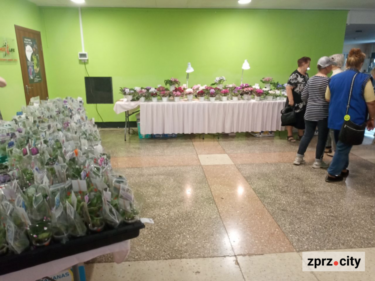 Одночасно квітнуть 80 різних фіалок - у Запоріжжі відкрили виставку живих квітів (фото)