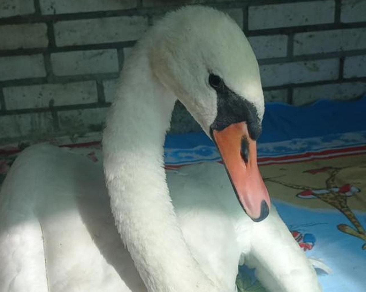Врятували із зони бойових дій - у Запоріжжі збирають кошти на будиночок для лебедя (відео)