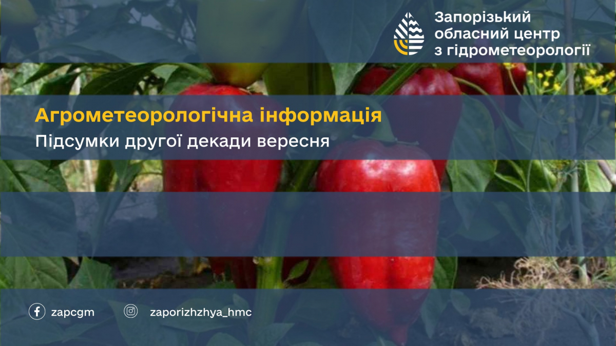 Збір соняшника триває, а озимі чекають дощу - погода ускладнює посів у Запорізькому районі
