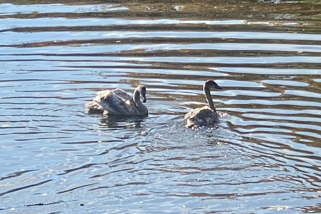 Лебеді оселилися у Дубовому гаю – у Запоріжжі у водойму випустили двох нових пернатих мешканців (фото, відео)